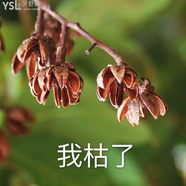 血淚史！不要隨便做根管治療，這些情況騙你做了也白做?。? width=