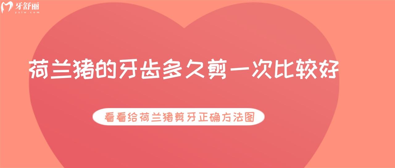 荷蘭豬的牙齒多久剪一次比較好？看看給荷蘭豬剪牙正確方法圖