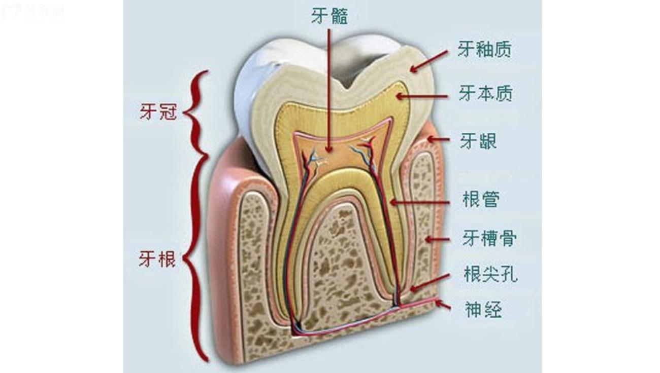 死髓牙的牙根還結(jié)實(shí)嗎.jpg