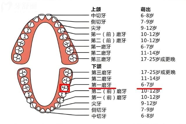 換牙期四大關(guān)鍵注意事項(xiàng)
