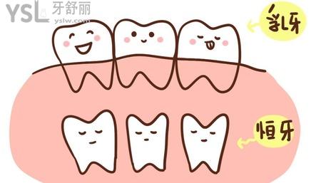 乳牙掉了多久長新牙？